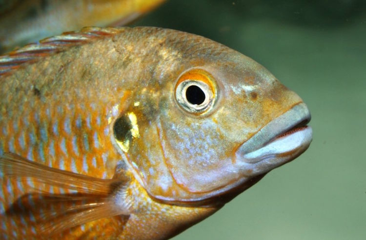 Pseudotropheus sp. 'williamsi north' Makonde Pseudotropheus sp. 'williamsi north' Makonde